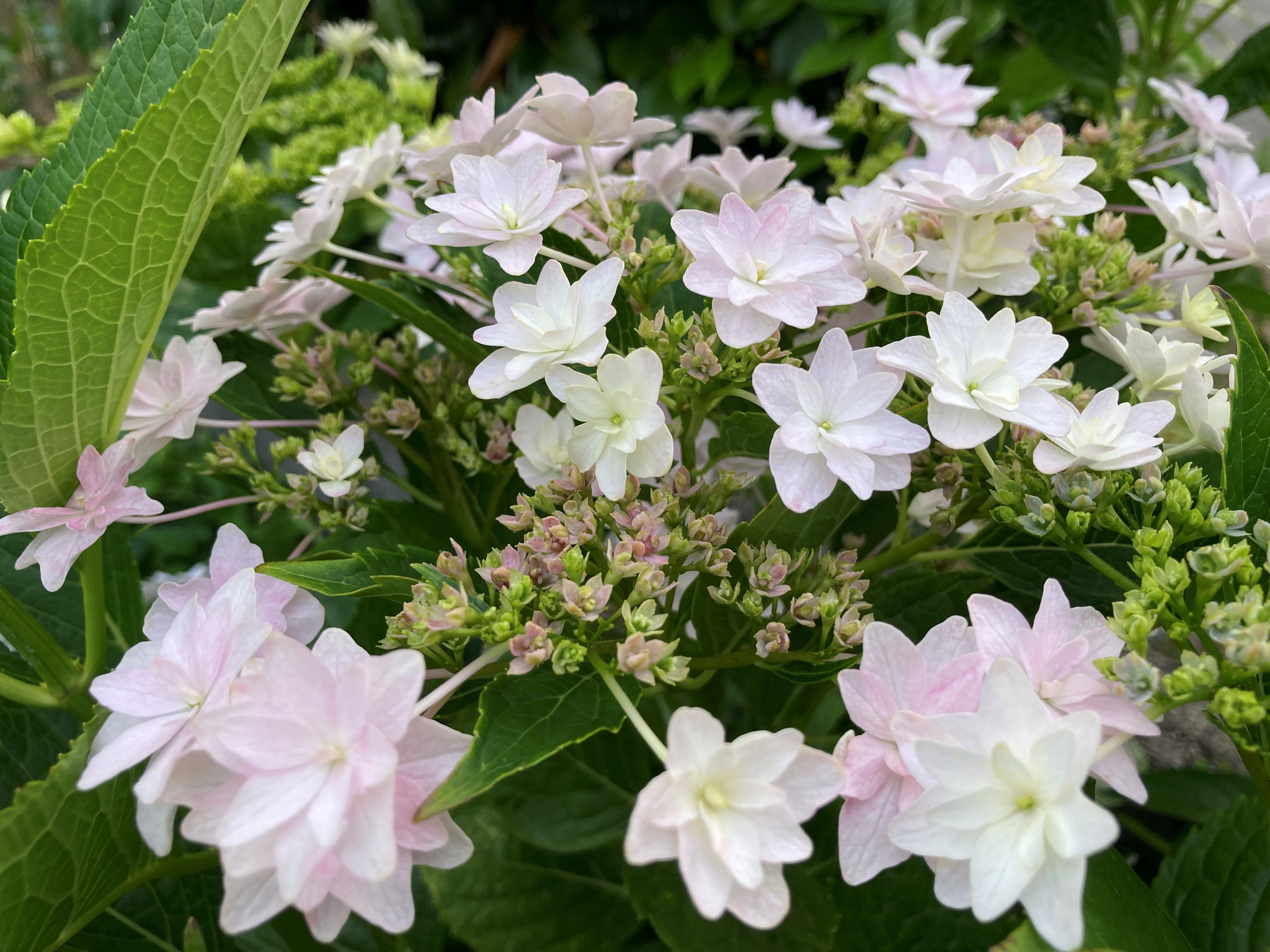 隅田の花火.jpg